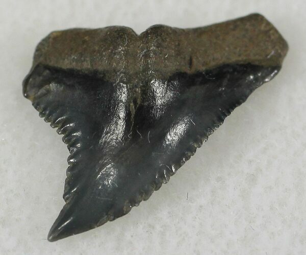 Hemipristis Shark Tooth Fossil - Florida #24336